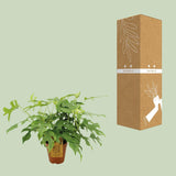 Monstera Minima - Ø15cm - ↕25cm Everspring