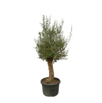 Bonsaï Olea Europaea - 250cm - Ø65 Everspring