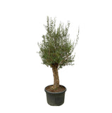 Bonsaï Olea Europaea - 250cm - Ø65 Everspring