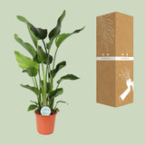 Strelitzia Nicolai - Ø24cm - ↕110cm Everspring