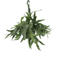 Platycerium Suspension - Ø21cm - ↕50cm Everspring