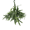 Platycerium Suspension - Ø21cm - ↕50cm Everspring