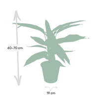 Calathea Triostar - Plante Paon - Ø19cm - ↕70cm Everspring