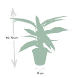 Calathea Triostar - Plante Paon - Ø19cm - ↕70cm Everspring