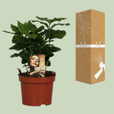Caféier Arabica - Ø12cm - ↕25cm Everspring