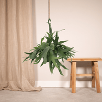 Platycerium Suspension - Ø21cm - ↕50cm Everspring
