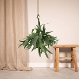 Platycerium Suspension - Ø21cm - ↕50cm Everspring