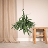 Platycerium Suspension - Ø21cm - ↕50cm Everspring