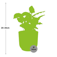 Coffea Arabica + pot ELHO Vibes Fold 14 cm rose Everspring