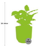 Coffea Arabica + pot ELHO Vibes Fold 14 cm rose Everspring