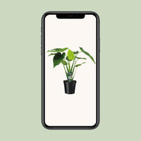 Alocasia cucullata - oreille d'éléphant - Ø19cm - ↕55cm Everspring