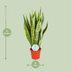 Sansevieria Trifasciata Laurentii - Ø14cm - ↕50cm Everspring