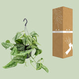 Scindapsus Pictus Trebie - Ø15cm - ↕25cm Everspring