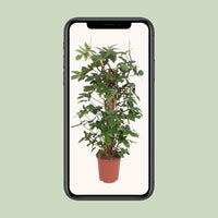 Philodendron Pedatum - Ø27cm - ↕130cm Everspring