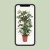 Philodendron Pedatum - Ø27cm - ↕130cm Everspring