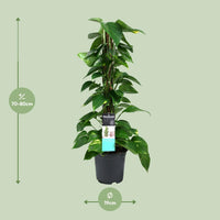 Scindapsus (Epipremnum) - Ø19cm - ↕80cm Everspring