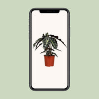 Alocasia Polly - Ø17cm - ↕45cm Everspring