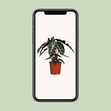 Alocasia Polly - Ø17cm - ↕45cm Everspring
