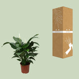 Spathiphyllum Douce Silvana - Ø24cm - ↕80cm Everspring
