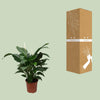 Spathiphyllum Douce Silvana - Ø24cm - ↕80cm Everspring