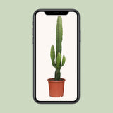 Euphorbia Acrurensis - Ø17cm - ↕50cm Everspring