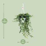 Hedera Wonder Vert - Ø24cm - ↕70cm Everspring