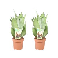 Sansevieria Moonshine - 2 pièces - Ø14cm - ↕40cm Everspring