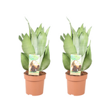 Sansevieria Moonshine - 2 pièces - Ø14cm - ↕40cm Everspring