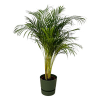 Palmier d'Areca - ↨130cm - Ø24cm + Pot Greenville rond D30xH28 Everspring