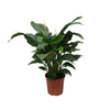 Spathiphyllum Douce Silvana - Ø24cm - ↕80cm Everspring