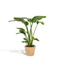 Strelitzia Nicolai - Ø19cm - ↕90cm + Panier Selin Everspring