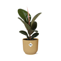 Ficus Elastica ‘Robusta’+ pot  ELHO Vibes Fold 14 cm jaune Everspring