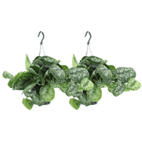 Scindapsus Pictus Trebie (Epipremnum) - 2 pièces - Ø15cm - ↕25cm Everspring
