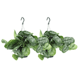 Scindapsus Pictus Trebie (Epipremnum) - 2 pièces - Ø15cm - ↕25cm Everspring