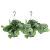 Scindapsus Pictus Trebie (Epipremnum) - 2 pièces - Ø15cm - ↕25cm Everspring