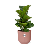 Ficus Lyrata ‘Bambino’ + pot ELHO Vibes Fold 14 cm rose Everspring
