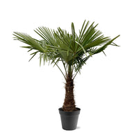 Trachycarpus Fortuneii - 220 - 240cm - Ø45 Everspring