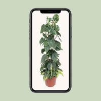 Philodendron Scandens Brésil - Ø24cm - ↕120cm Everspring