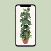 Philodendron Scandens Brésil - Ø24cm - ↕120cm Everspring