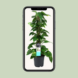 Scindapsus (Epipremnum) - Ø19cm - ↕80cm Everspring