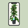 Scindapsus (Epipremnum) - Ø19cm - ↕80cm Everspring