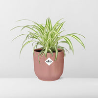 Chlorophytum Comosum Variegatum + pot ELHO Vibes Fold 14 cm rose Everspring