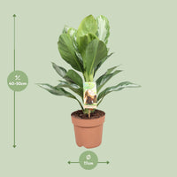 Aglaonema Silver Bay - Pervenche de Chine - Ø17cm - ↕55cm Everspring