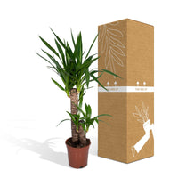 Yucca Elephantipes - Ø17cm - ↕85cm Everspring