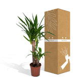 Yucca Elephantipes - Ø17cm - ↕85cm Everspring