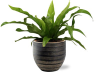 Asplenium Antiquum - Ø12cm - ↕25cm + Beau Pot D14x13cm - Noir Everspring