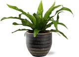 Asplenium Antiquum - Ø12cm - ↕25cm + Beau Pot D14x13cm - Noir Everspring