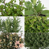 Mélange d'herbes aromatiques - 4 pièces - Ø14cm - ↕18cm Everspring
