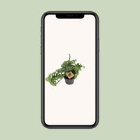 Singe Monstera - Ø14cm - ↕30cm Everspring