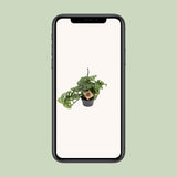 Singe Monstera - Ø14cm - ↕30cm Everspring